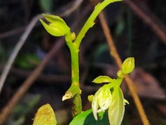 Maesa japonica