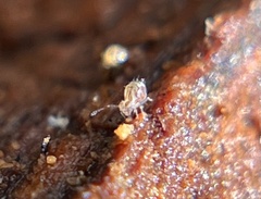 Dicyrtomidae