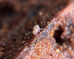 Dicyrtomidae