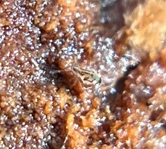 Dicyrtomidae