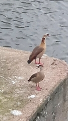 Alopochen aegyptiaca