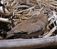 Metriopelia melanoptera
