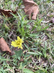 Pyrrhopappus carolinianus