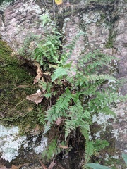 Cystopteris laurentiana