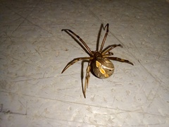 Latrodectus
