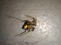 Latrodectus geometricus