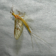 Ephemera glaucops