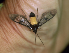 Cosmosoma stibosticta