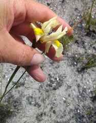 Moraea angusta