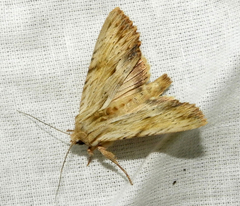 Apamea lithoxylaea