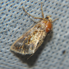 Chrysodeixis