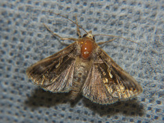 Chrysodeixis