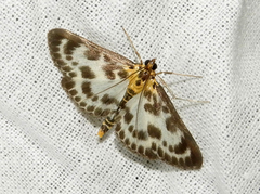 Anania hortulata