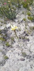 Moraea angusta
