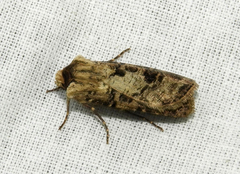 Agrotis clavis