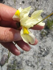 Moraea angusta