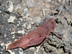 Oedipoda canariensis