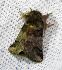 Thaumetopoea processionea