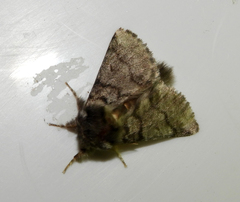 Thaumetopoea processionea