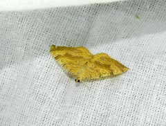 Camptogramma bilineata