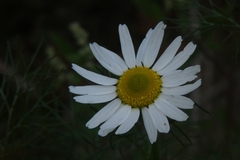 Tripleurospermum