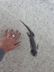 Elgaria multicarinata webbii