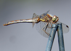 Sympetrum striolatum