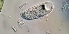 Rhinothrix porculus
