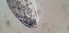 Rhinothrix porculus