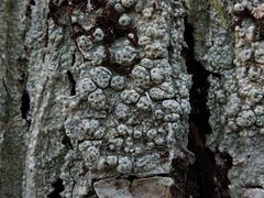 Pertusaria pertusa