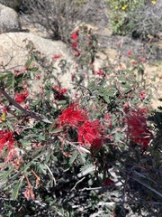 Calliandra californica