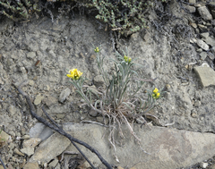 Erysimum flavum altaicum