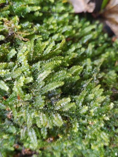 Racopilum capense observed 2022-10-29