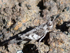 Oedipoda canariensis