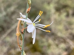 Chlorophytum crispum