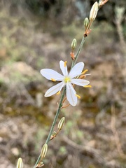Chlorophytum crispum