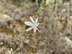Chlorophytum crispum