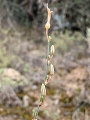 Chlorophytum crispum