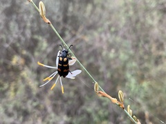 Chlorophytum crispum