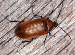 Pseudocistela ceramboides