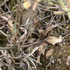 Chlorophytum crispum