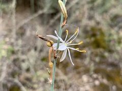 Chlorophytum crispum