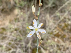 Chlorophytum crispum