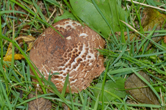 Echinoderma