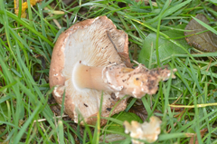 Echinoderma
