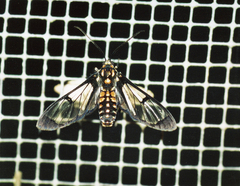 Cosmosoma xanthosticta