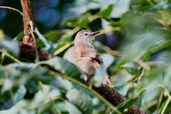 Prinia subflava