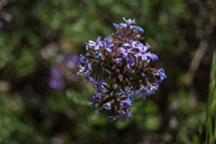 Glandularia dissecta