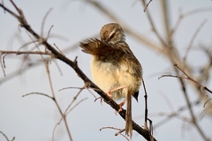 Prinia subflava