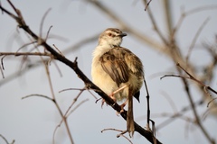 Prinia subflava